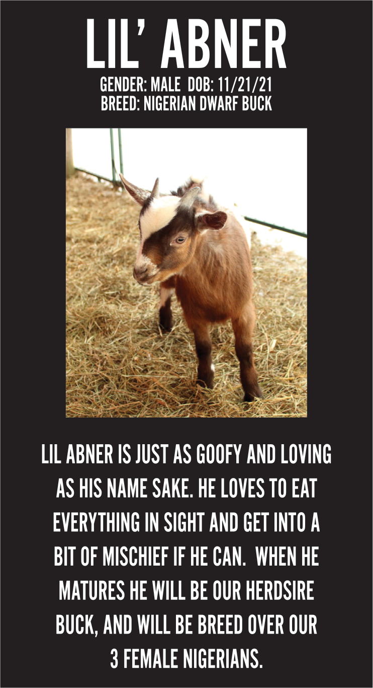 lil'abner